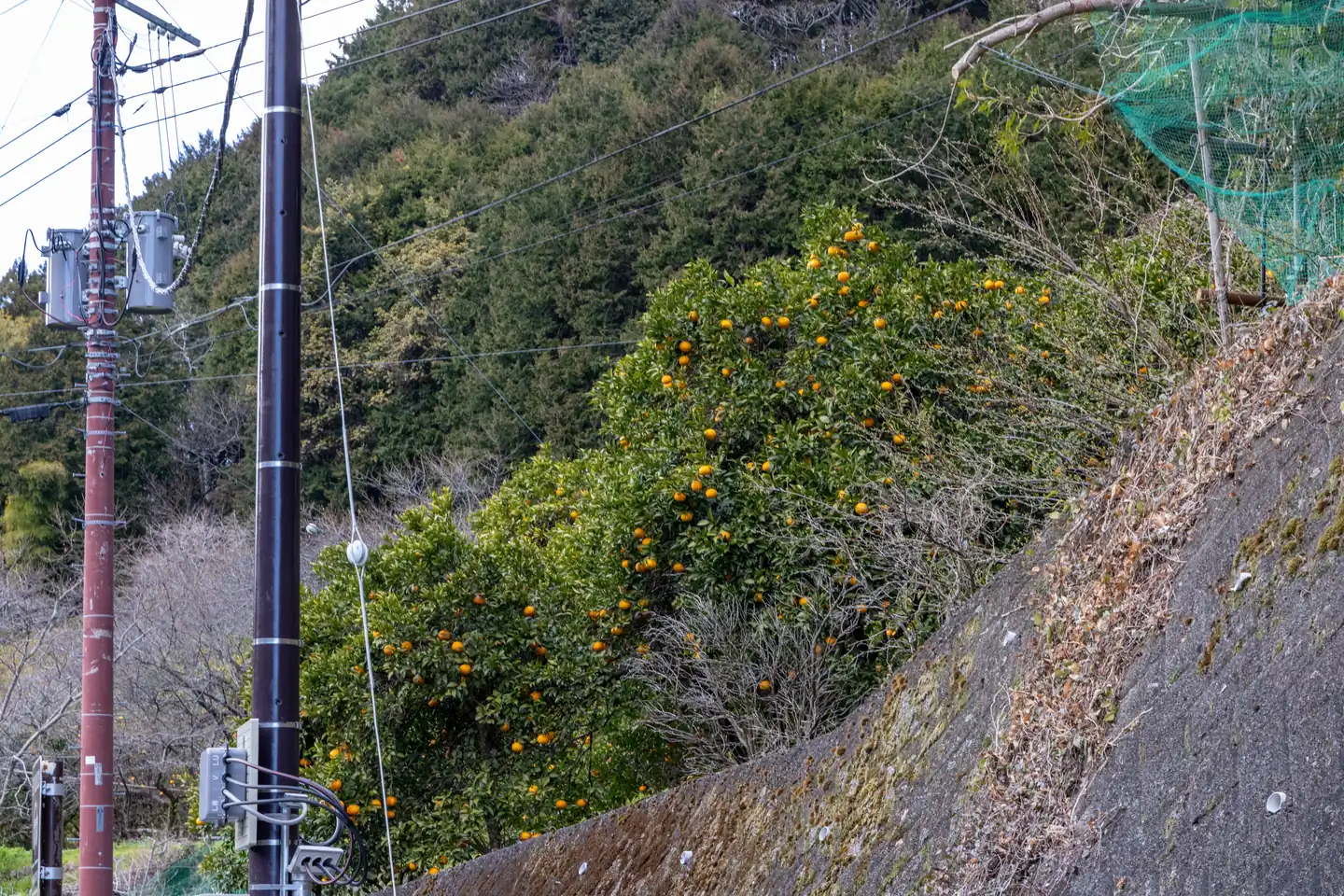 河津七滝停车场一旁的橘子树