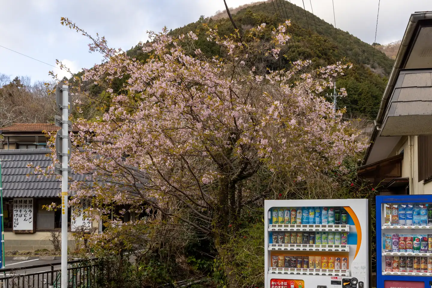 河津七滝的樱花树