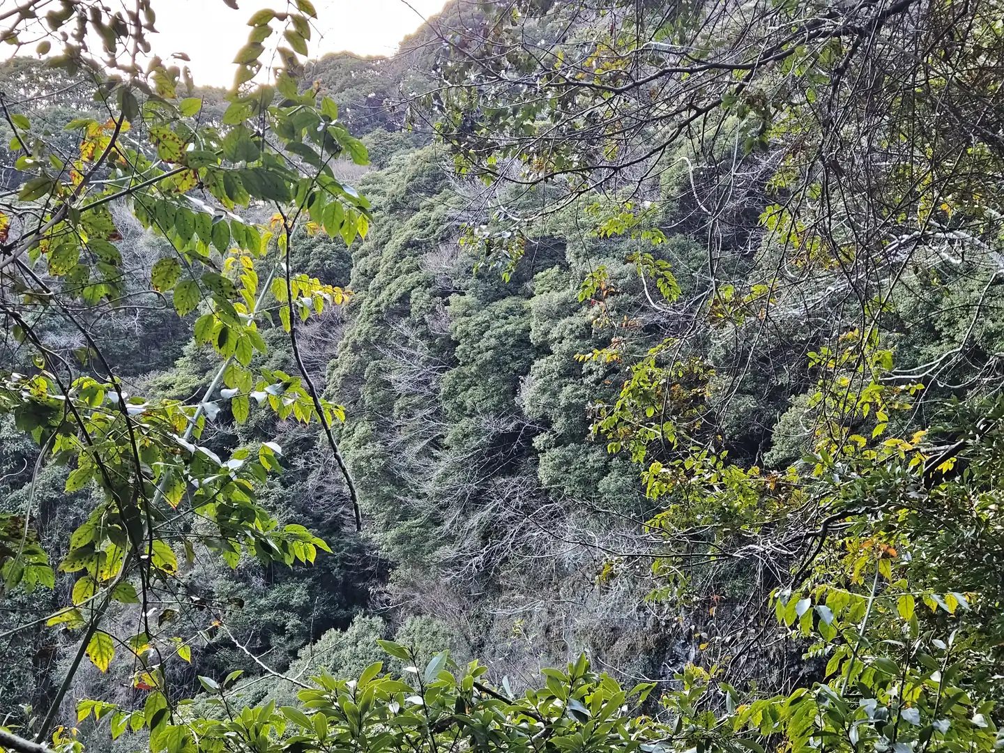 河津七滝釜滝对岸横长的树
